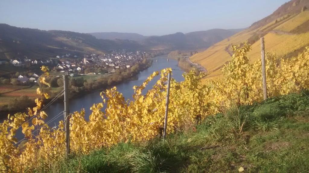 Weingut Matthias Dauns Apartment Reil Ngoại thất bức ảnh