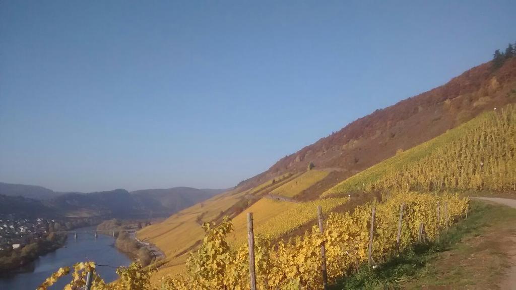 Weingut Matthias Dauns Apartment Reil Ngoại thất bức ảnh