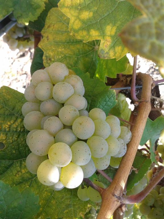 Weingut Matthias Dauns Apartment Reil Ngoại thất bức ảnh